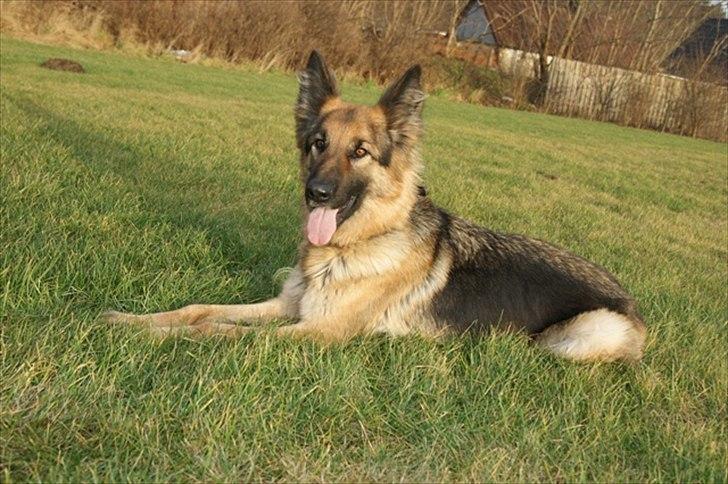 Schæferhund Tammy billede 19