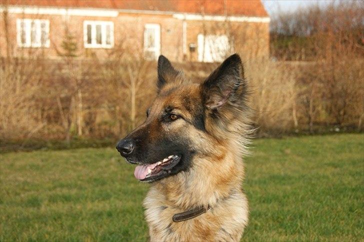 Schæferhund Tammy - Smukke Tammy billede 16