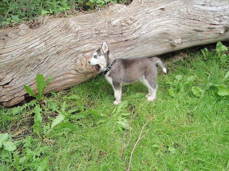 Siberian husky Tayson - 8 uger billede 17