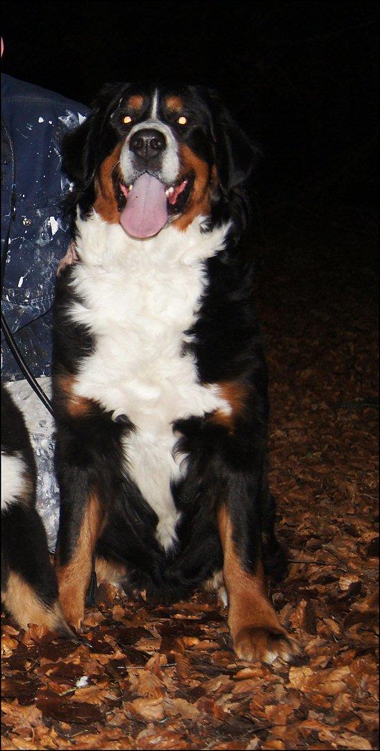 Berner sennenhund Bella billede 7