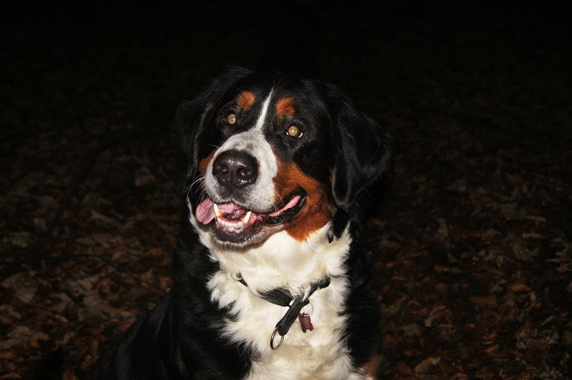 Berner sennenhund Bella billede 8