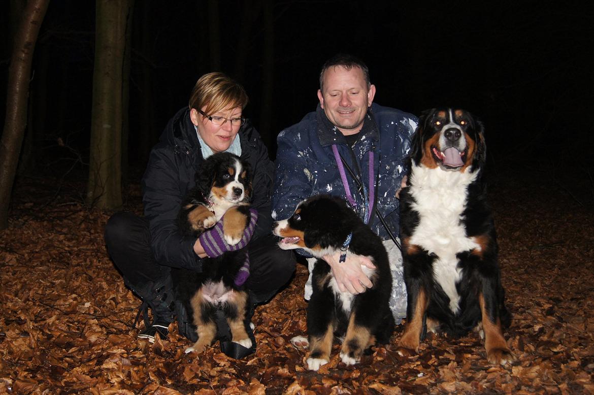 Berner sennenhund Bella billede 11