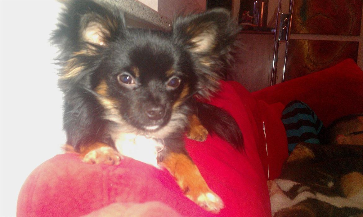 Chihuahua Chano billede 10