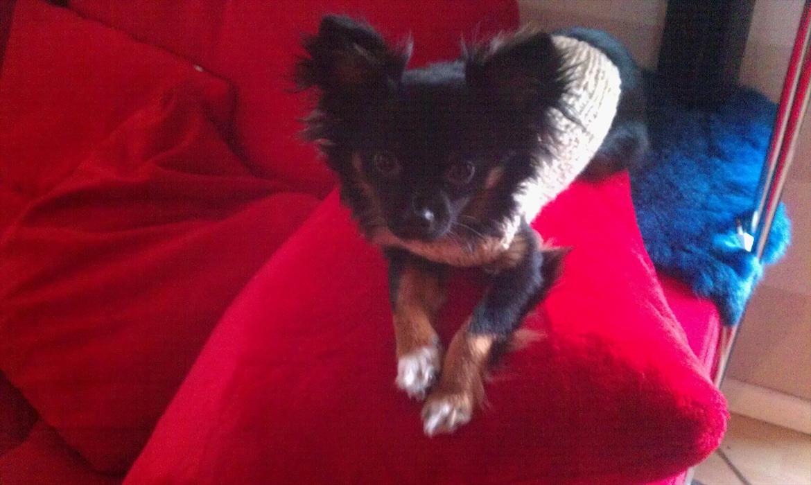 Chihuahua Chano billede 13