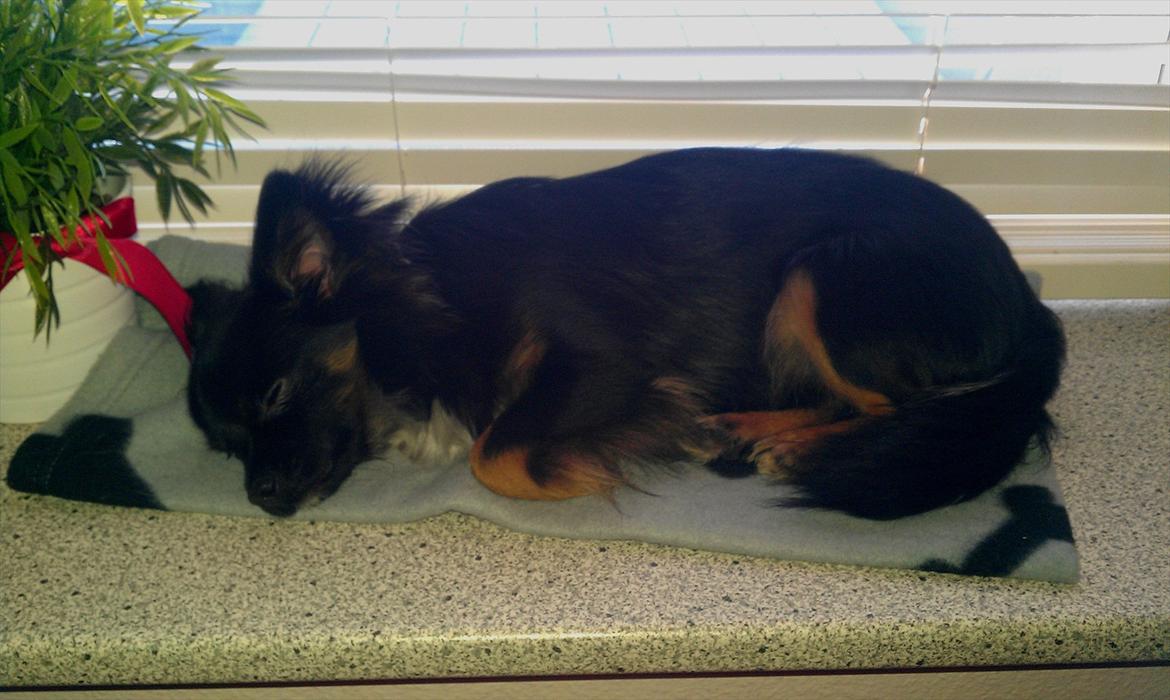 Chihuahua Chano - Chano elsker sin vindueskarm billede 15