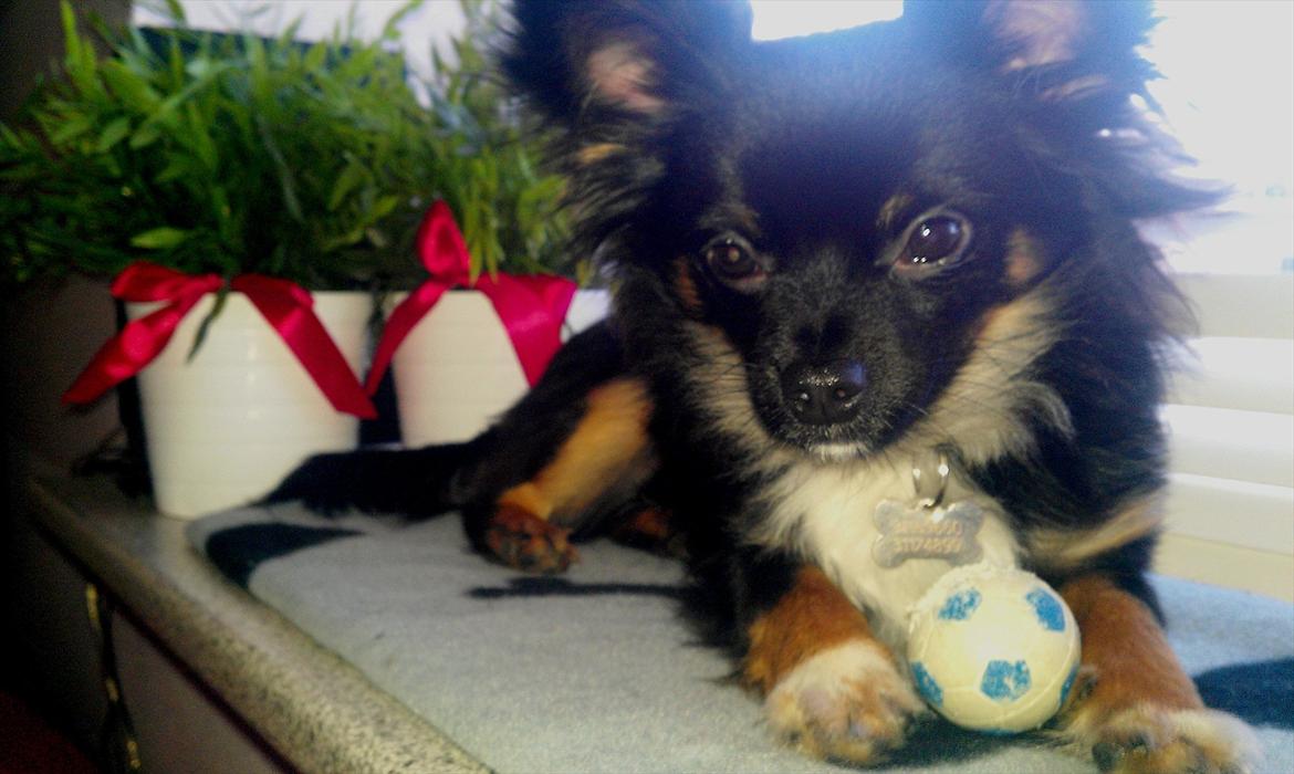 Chihuahua Chano billede 12