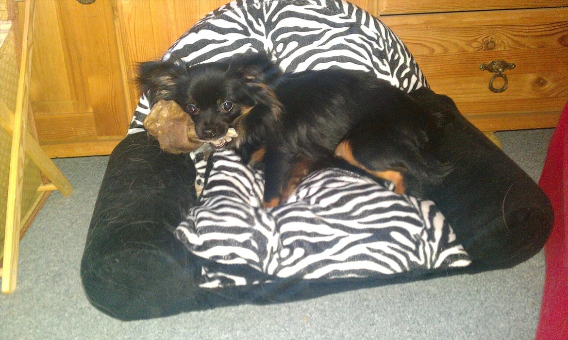 Chihuahua Chano - Chano snupper gerne min mors hunds store kødben, hvis han kan billede 17
