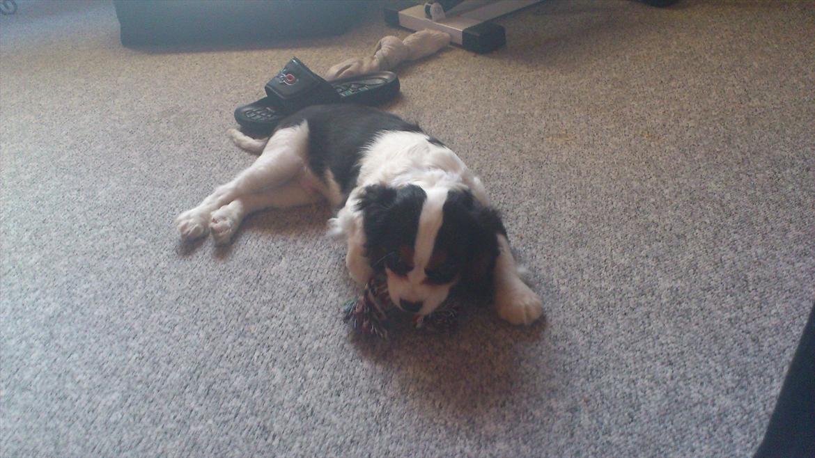 Cavalier king charles spaniel Bosco billede 19