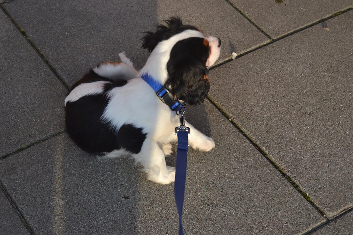 Cavalier king charles spaniel Bosco billede 9
