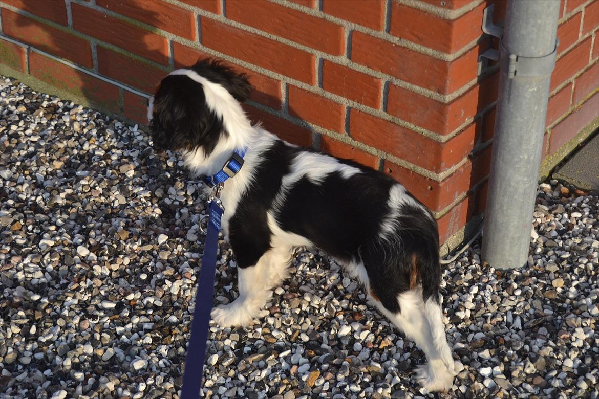 Cavalier king charles spaniel Bosco billede 10
