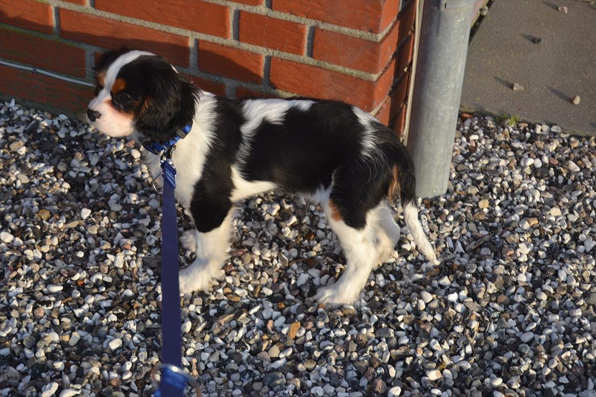 Cavalier king charles spaniel Bosco billede 7
