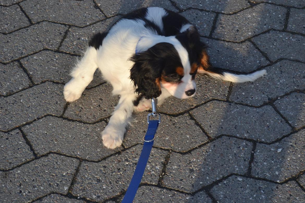 Cavalier king charles spaniel Bosco billede 8