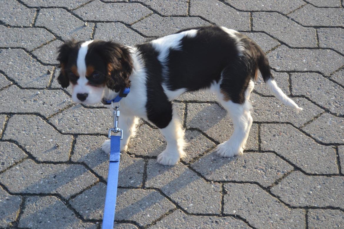 Cavalier king charles spaniel Bosco billede 11