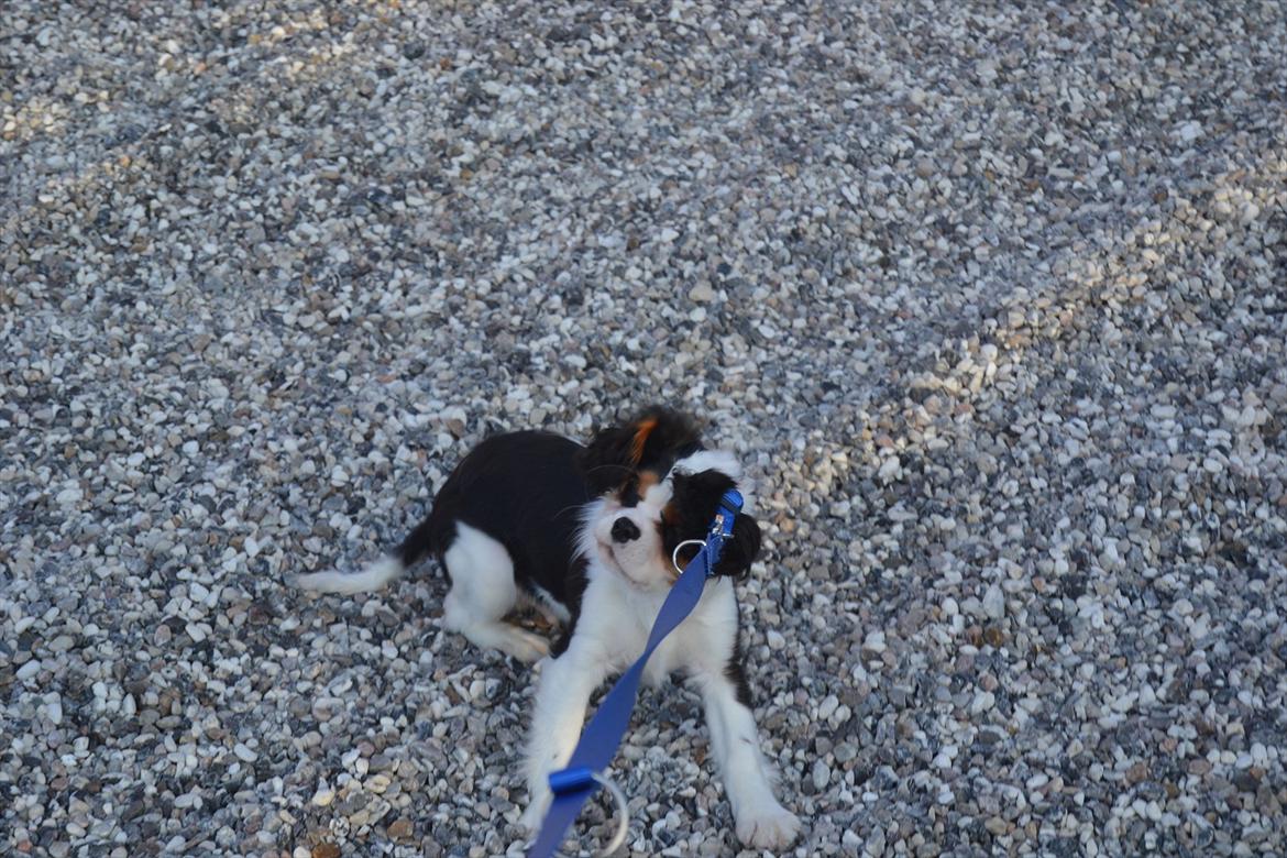 Cavalier king charles spaniel Bosco - Her er det anden gang Bosco har halsbånd på hvor vi er ude og gå så han vil gerne have et af:) men han er nu meget god til det :).. billede 12