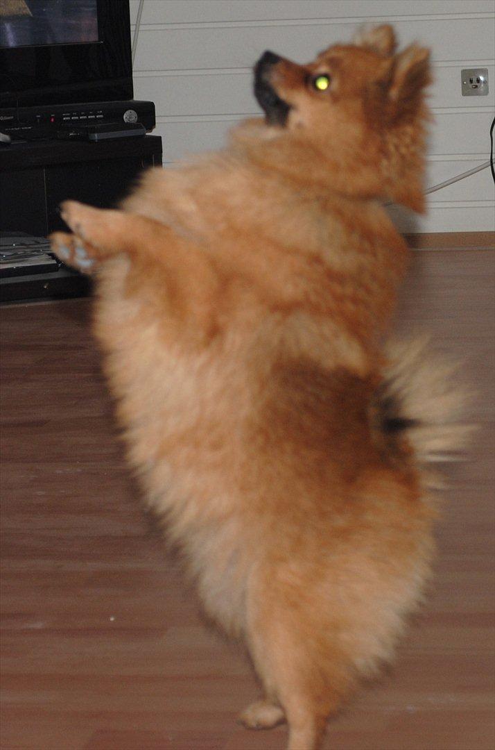 Pomeranian Simba billede 2