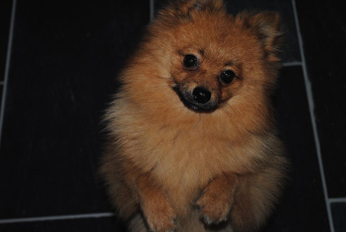 Pomeranian Simba billede 3