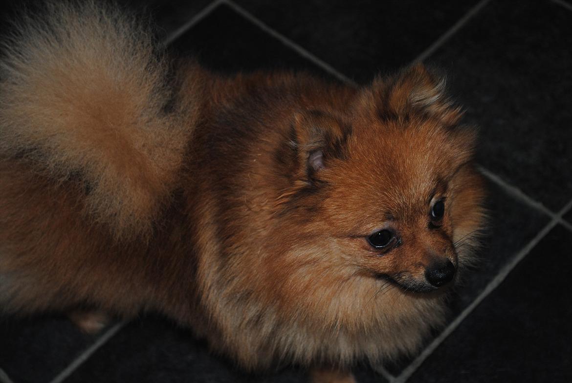 Pomeranian Simba billede 4