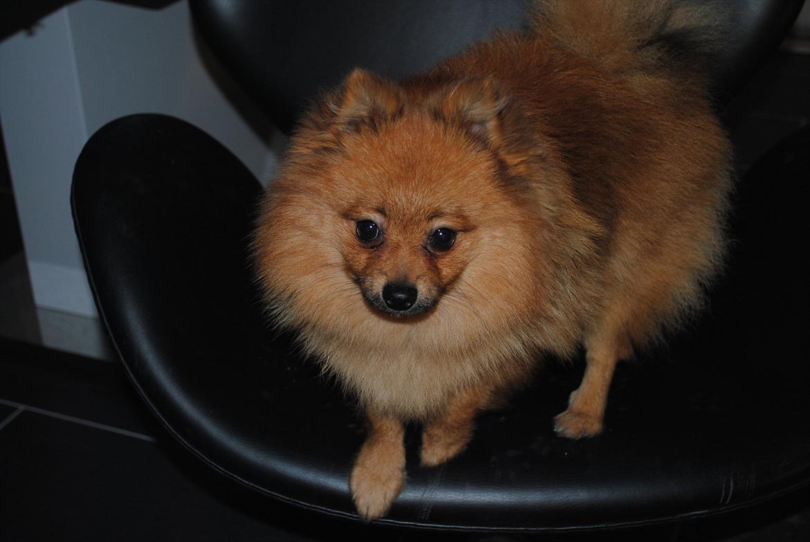 Pomeranian Simba billede 5