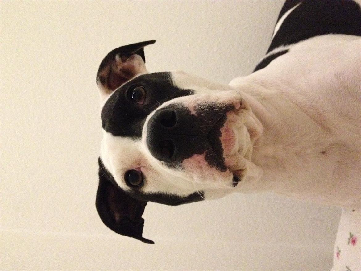 Amerikansk staffordshire terrier Calli RIP billede 15