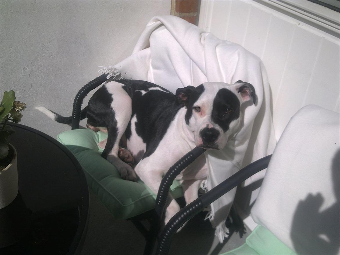 Amerikansk staffordshire terrier Calli RIP - Soler sig på altanen billede 16