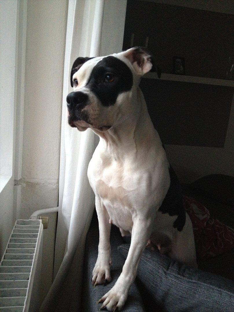 Amerikansk staffordshire terrier Calli RIP - Fars flotte (muskel)hund billede 17