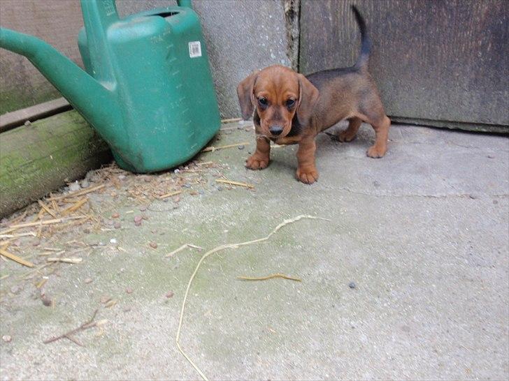 Gravhund Charolaisgården´s Smila *Smilla* - Smilla som baby, inden vi fik hende billede 9