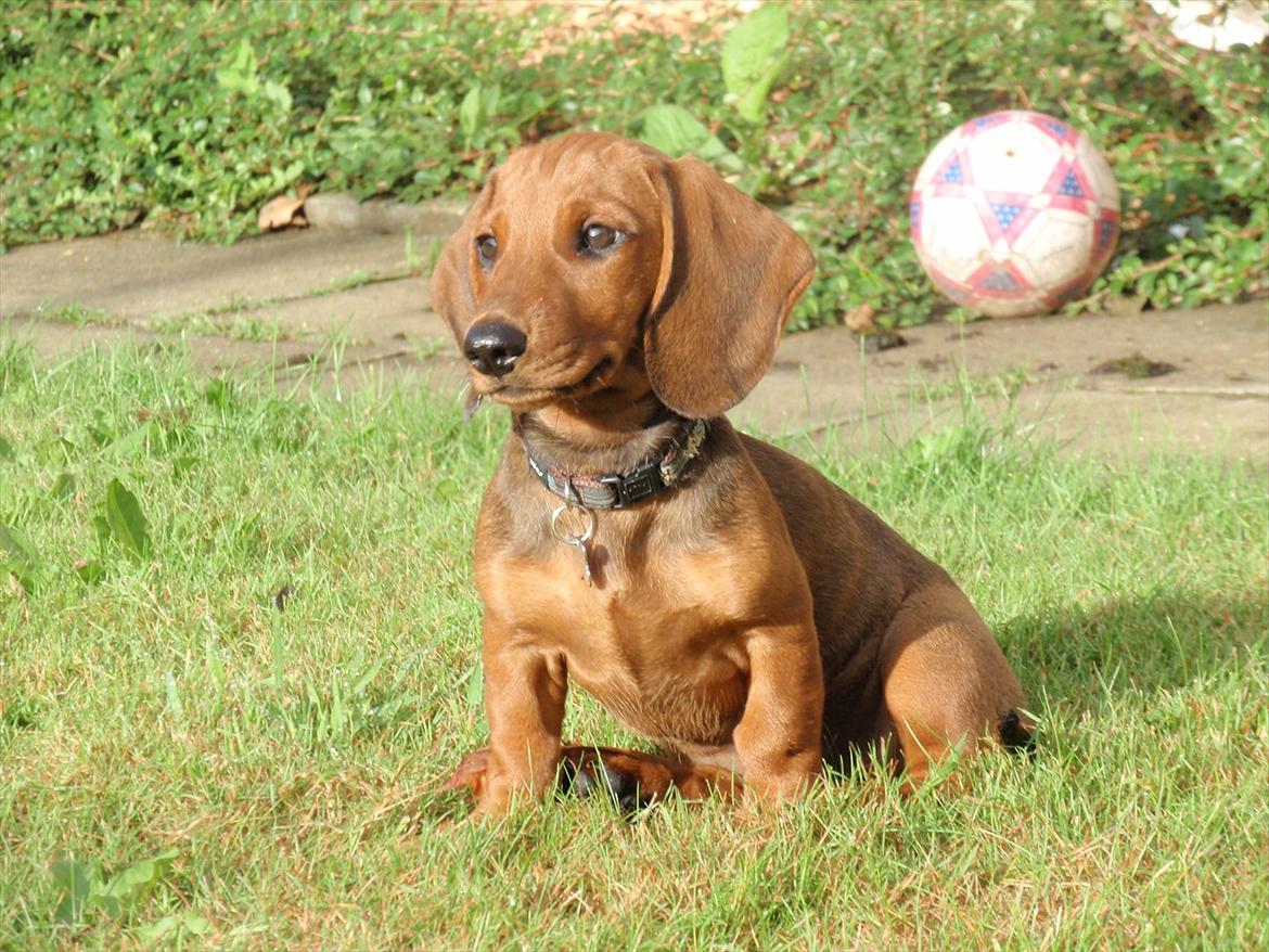 Gravhund Charolaisgården´s Smila *Smilla* - Den dag vi fik hende billede 10