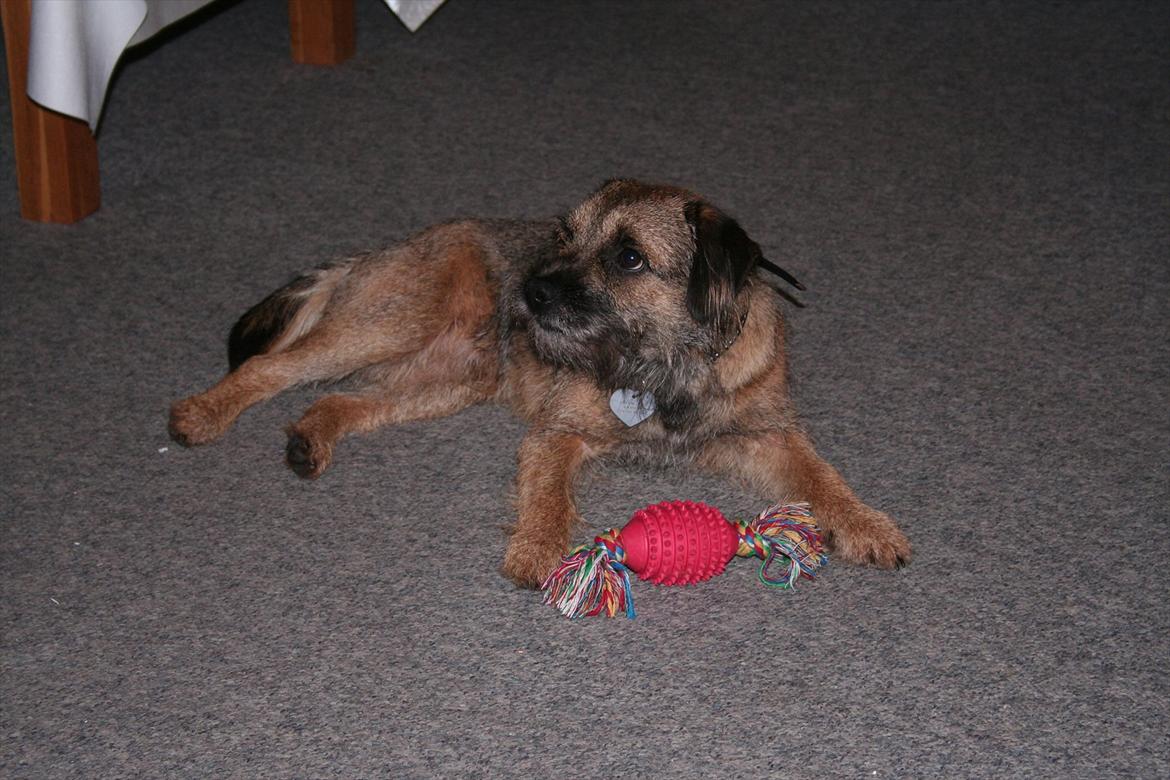 Border terrier Prins Felix - Felix afbrudt i sin leg! billede 5