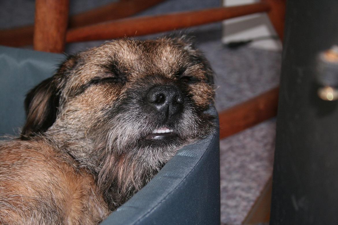 Border terrier Prins Felix - Sådan ser Felix ud når han sover! <3 billede 6