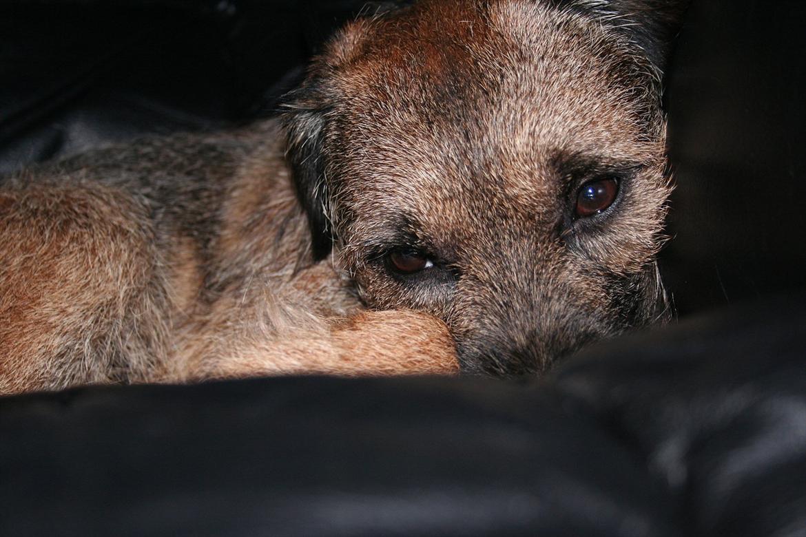 Border terrier Prins Felix - Felix hygger sig i fars store lænestol! ;) billede 7