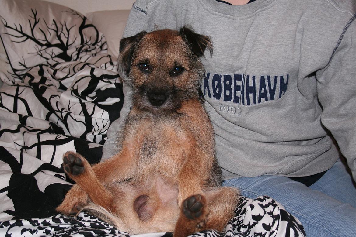 Border terrier Prins Felix - Felix og min søster hygger<3 billede 8