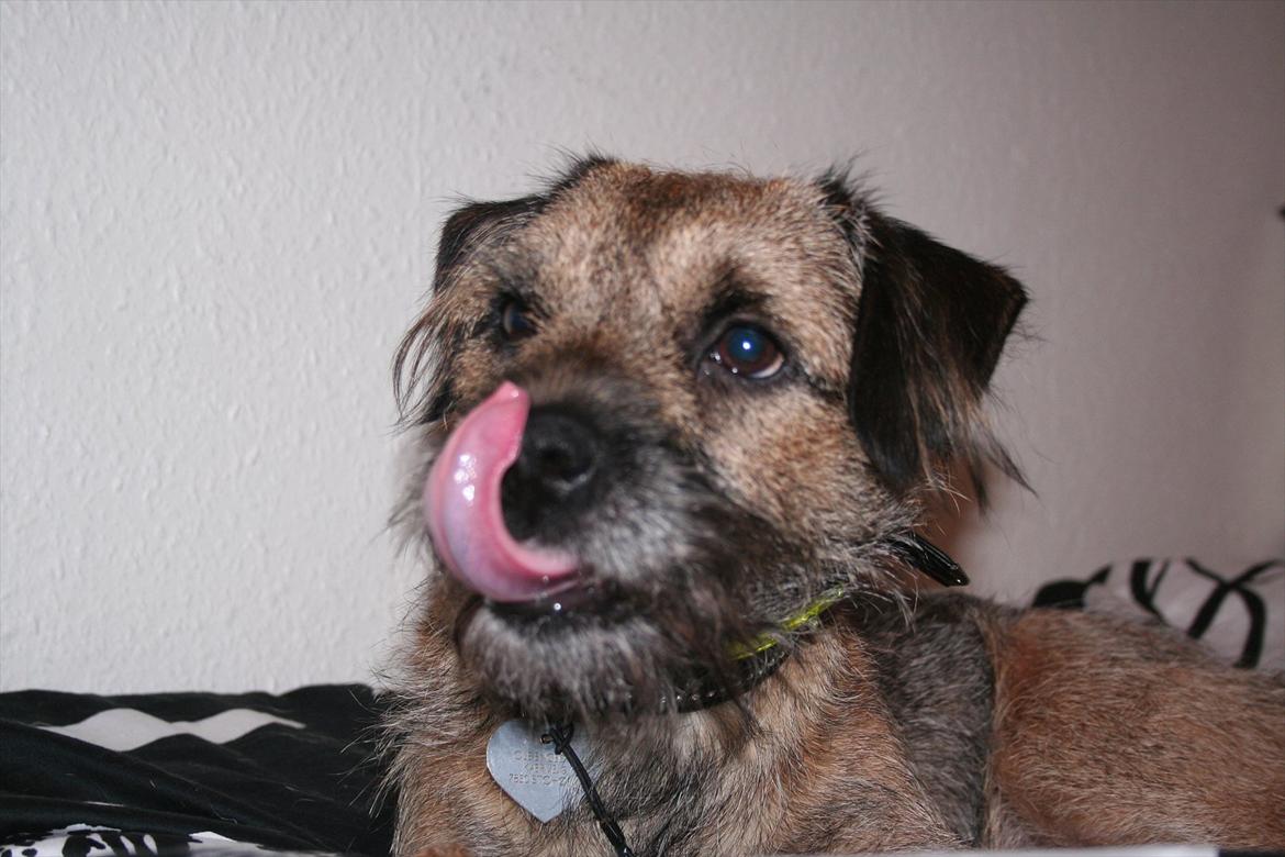 Border terrier Prins Felix - Godt nok lidt sløret men jeg syntes at det var sødt med tungen :) billede 9
