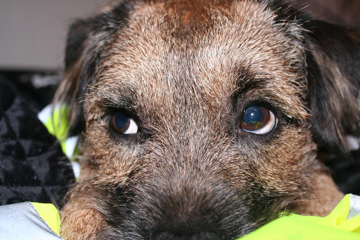 Border terrier Prins Felix - Felix kigger skeptisk på kaninen som render rund i sit bur:P billede 10