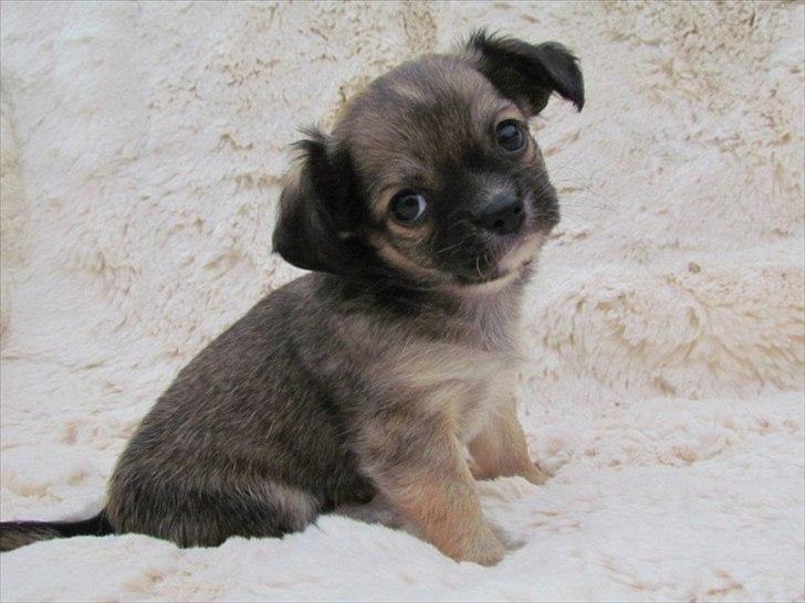 Chihuahua Søde Fie - Fie pigen 6 uger<3 billede 12