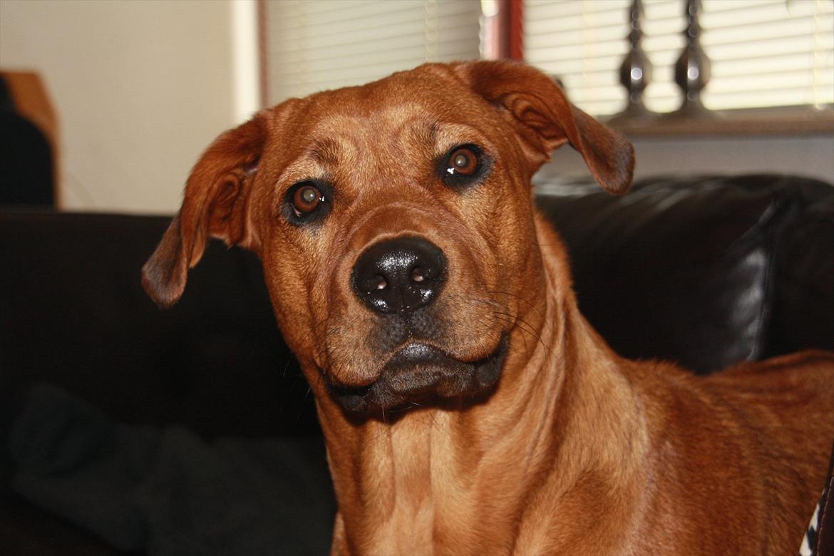 Rhodesian ridgeback Tika billede 1