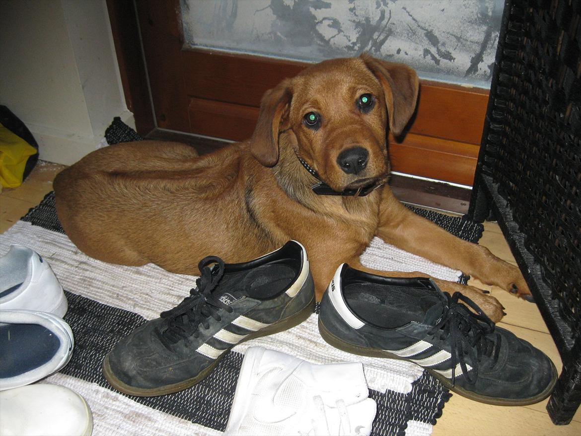 Rhodesian ridgeback Tika - Tika 4 mdr gammel billede 19