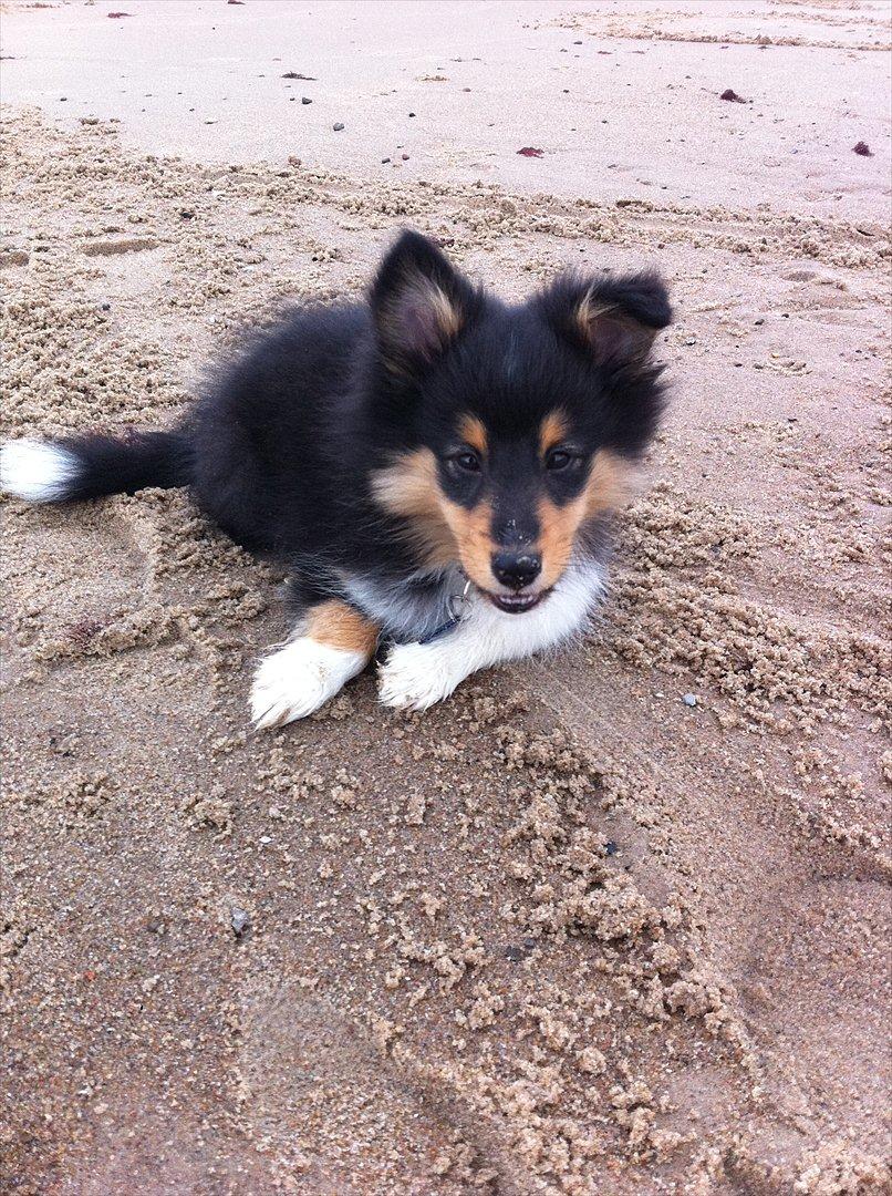 Shetland sheepdog Baloo billede 12