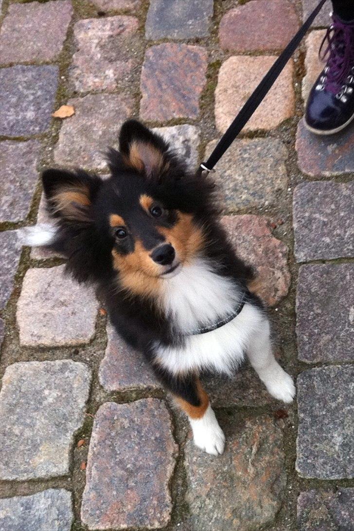 Shetland sheepdog Baloo billede 8