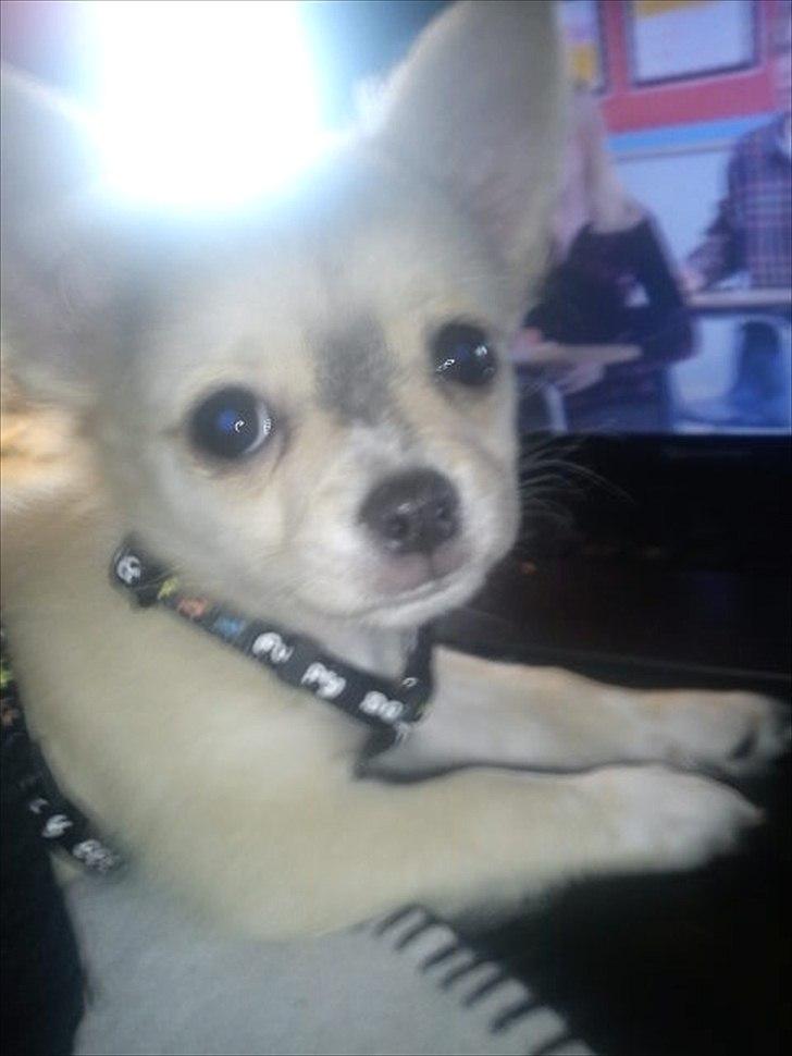 Chihuahua Fonzie billede 1