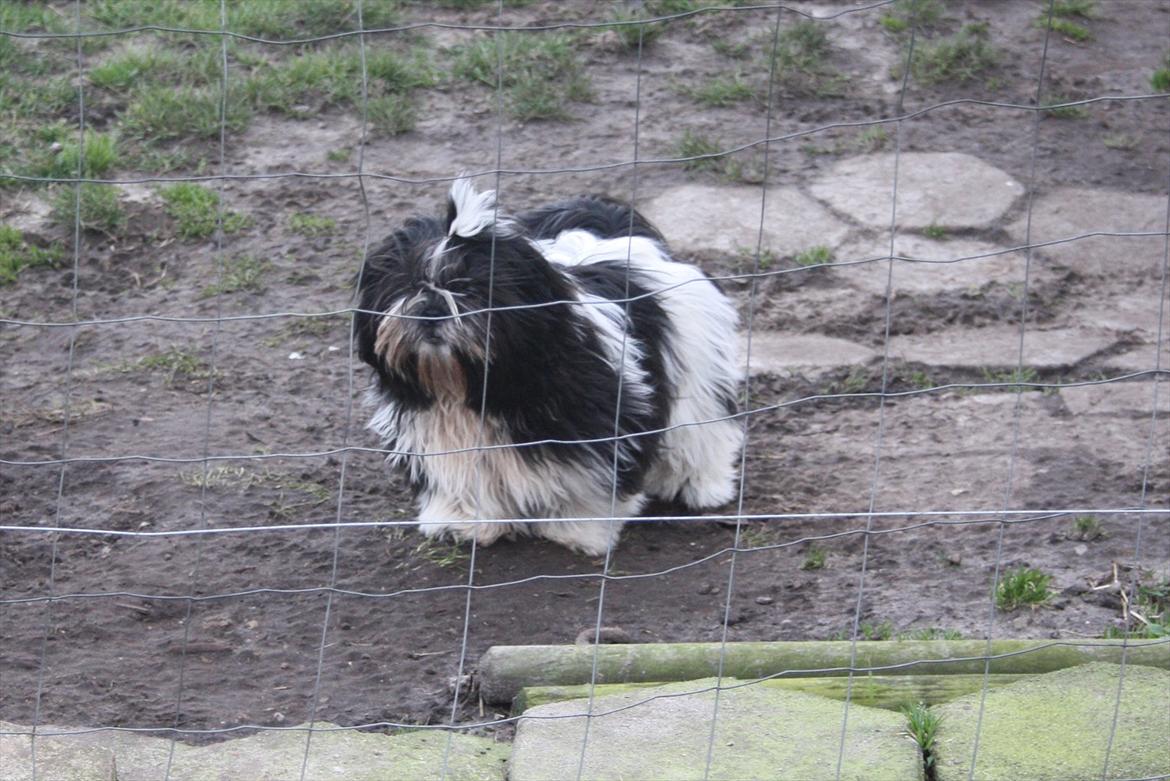 Shih tzu Flindt´s Born To Beauty (Bumle) - Januar 2012 billede 5