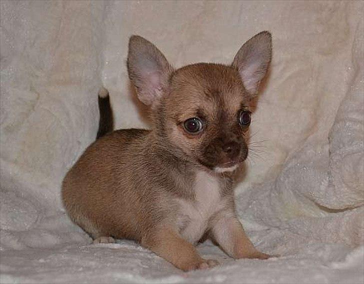 Chihuahua Fluffy The Diiva billede 6