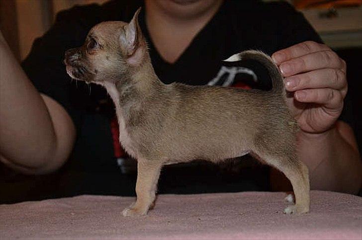 Chihuahua Fluffy The Diiva billede 8