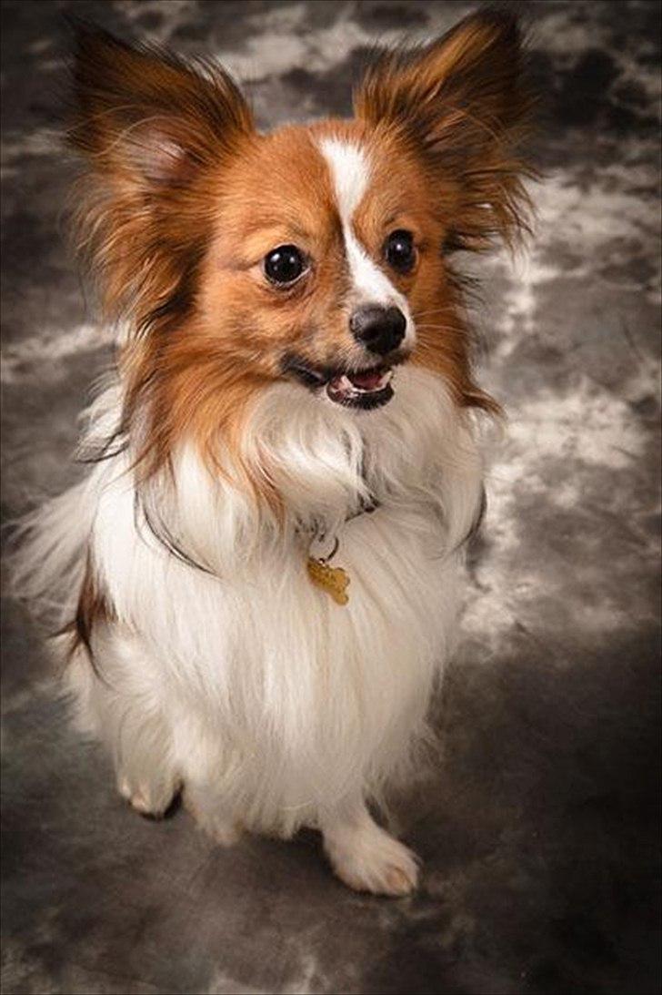 Papillon Aslan billede 12