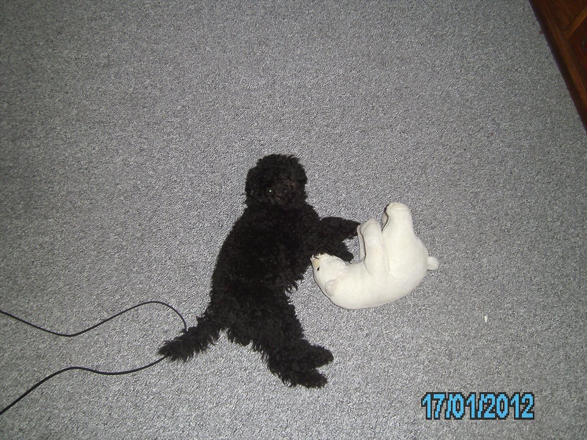 Blanding af racer Bølle billede 2