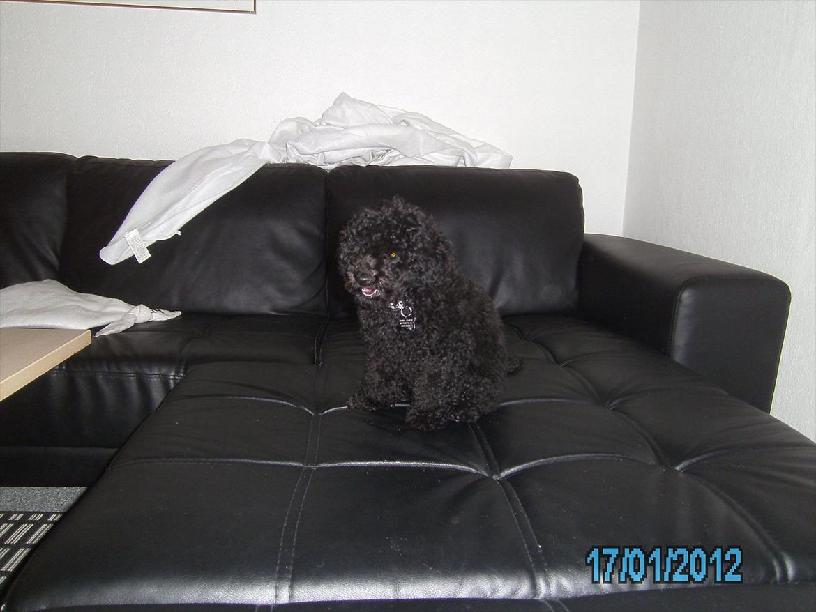 Blanding af racer Bølle billede 5