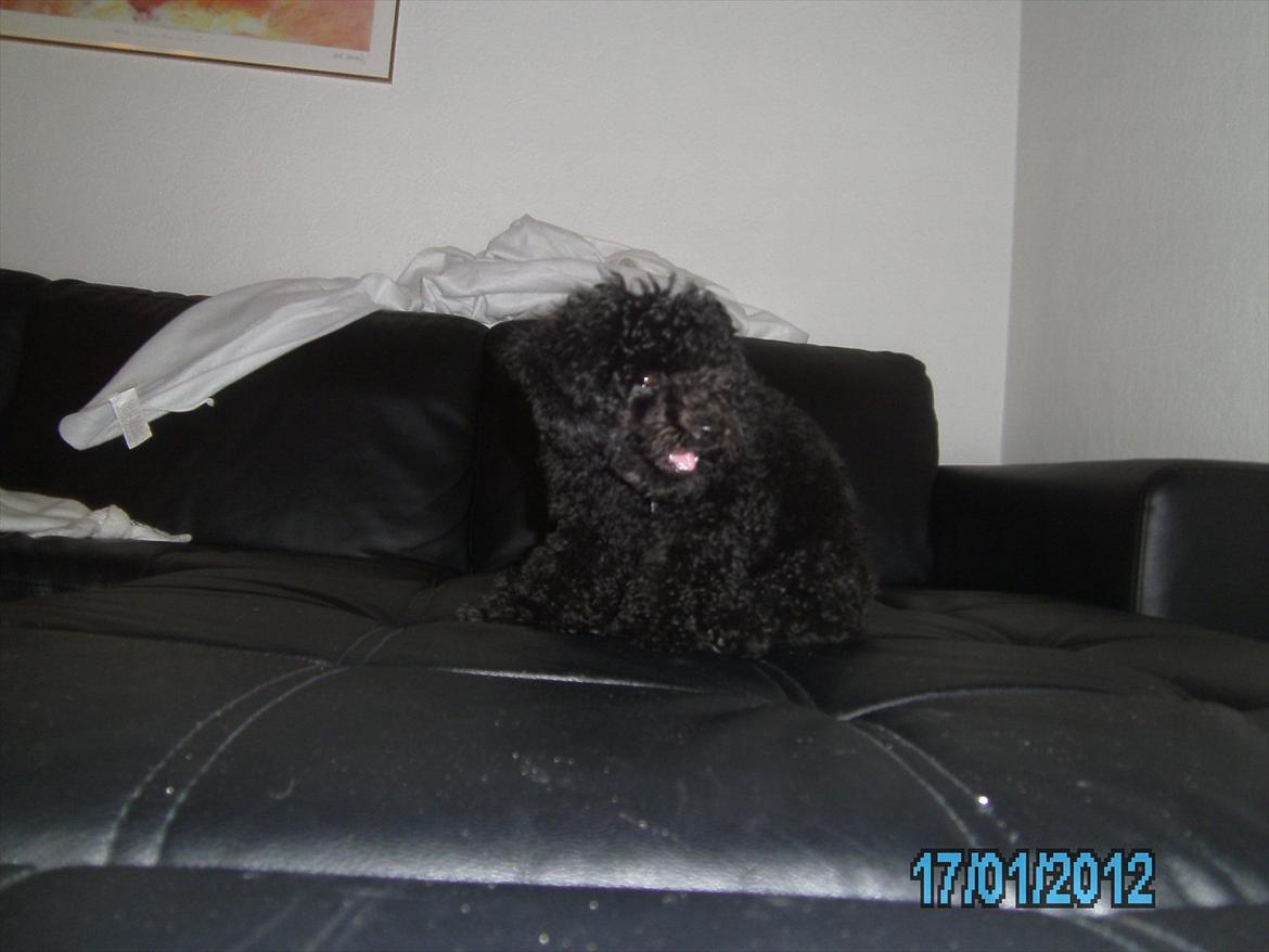 Blanding af racer Bølle billede 6