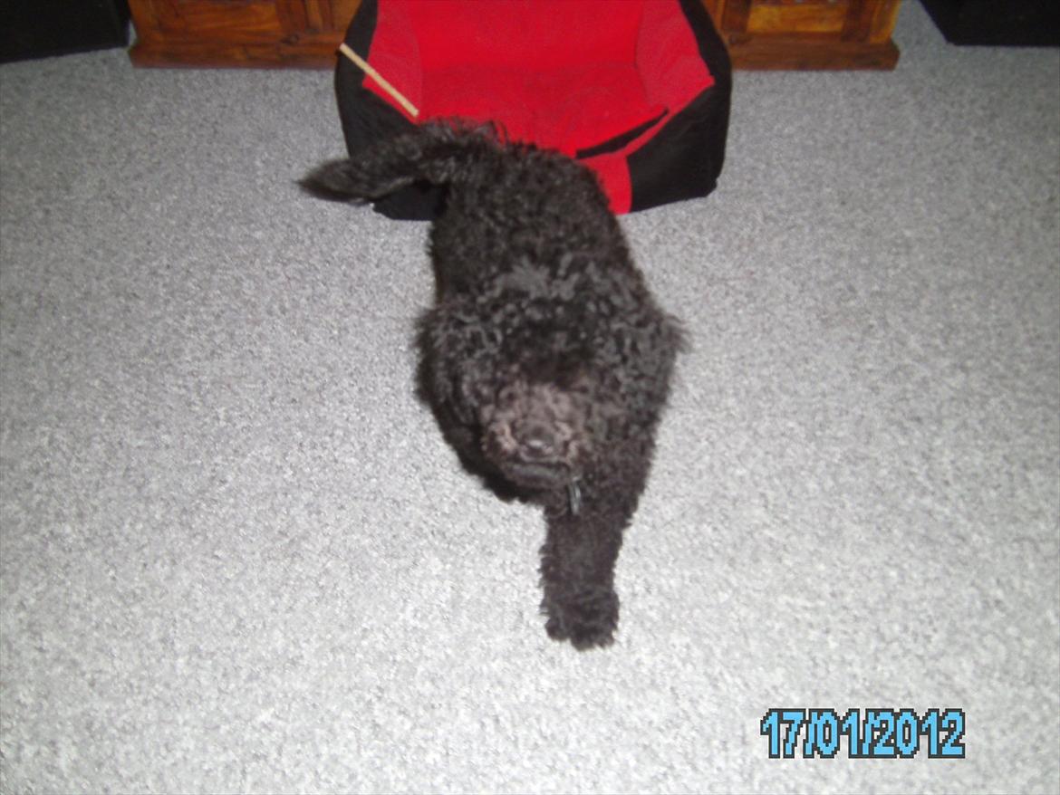 Blanding af racer Bølle billede 7