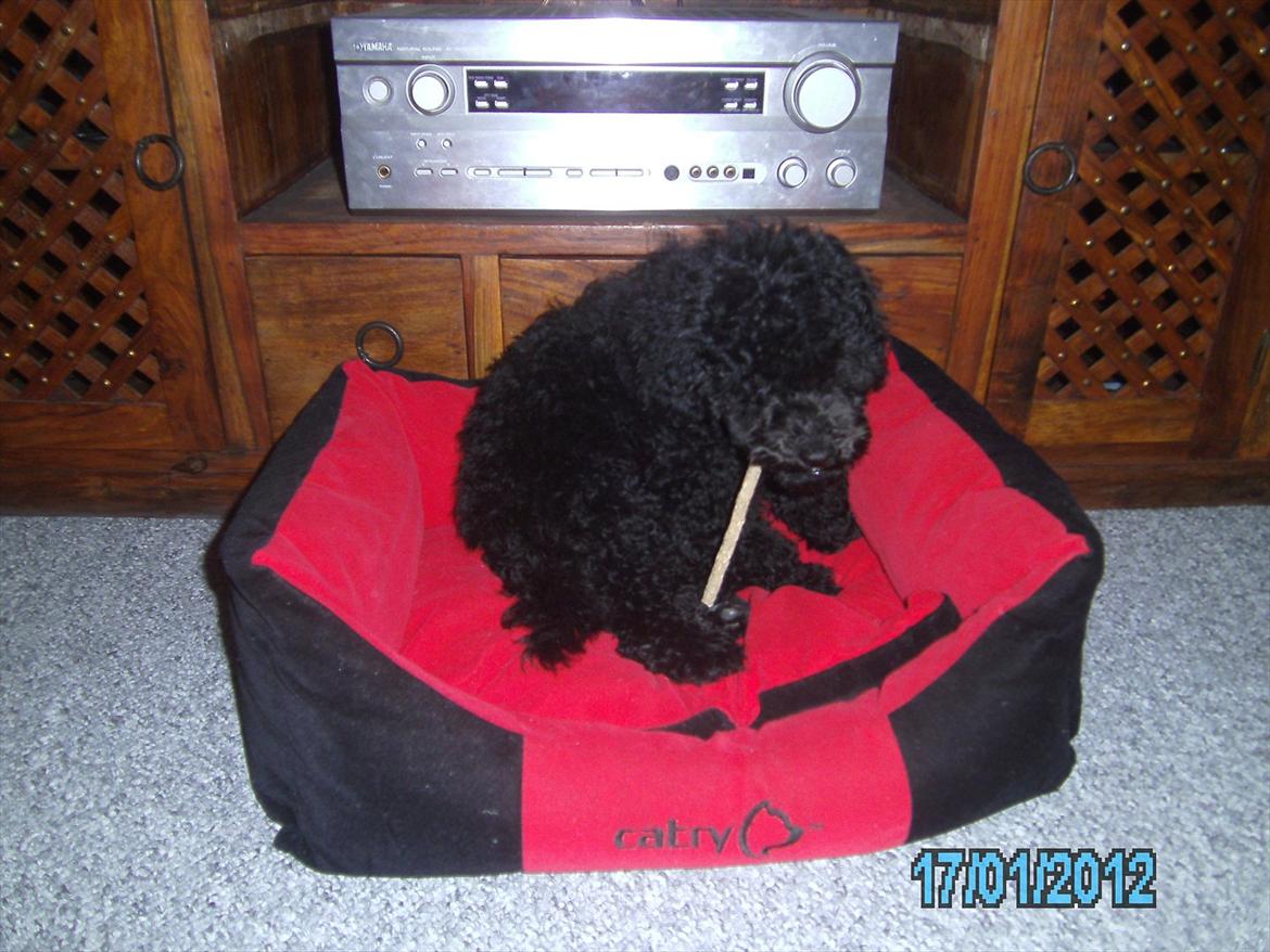 Blanding af racer Bølle billede 8