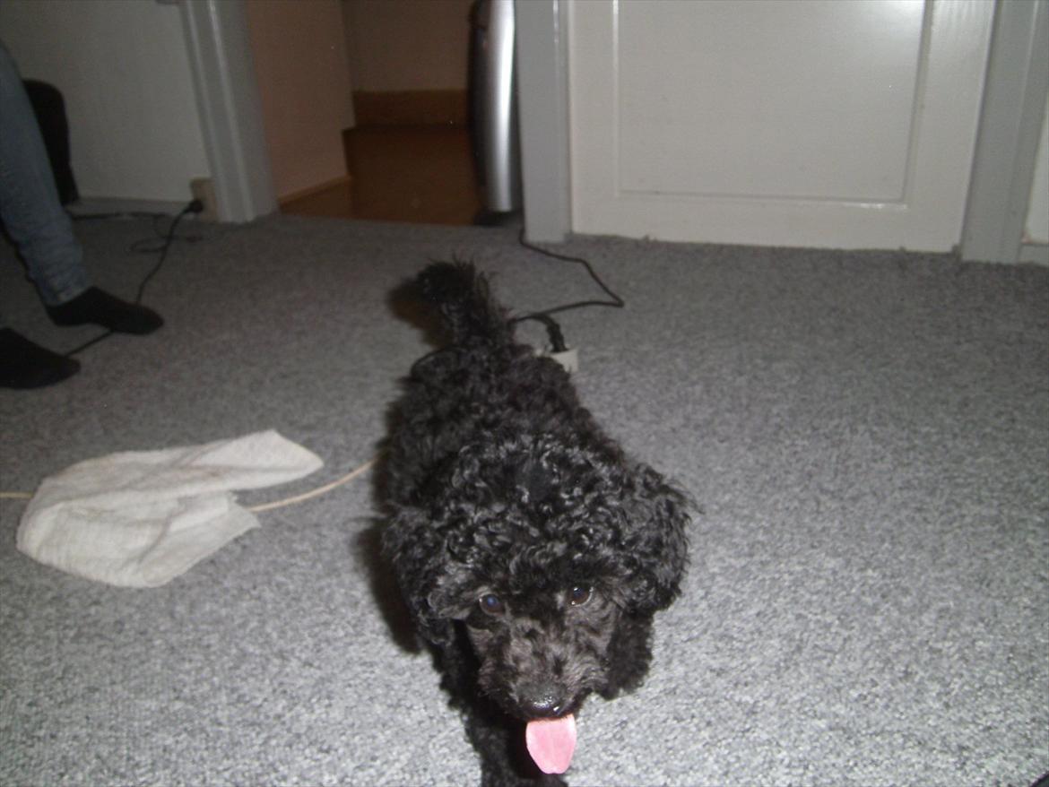 Blanding af racer Bølle billede 9