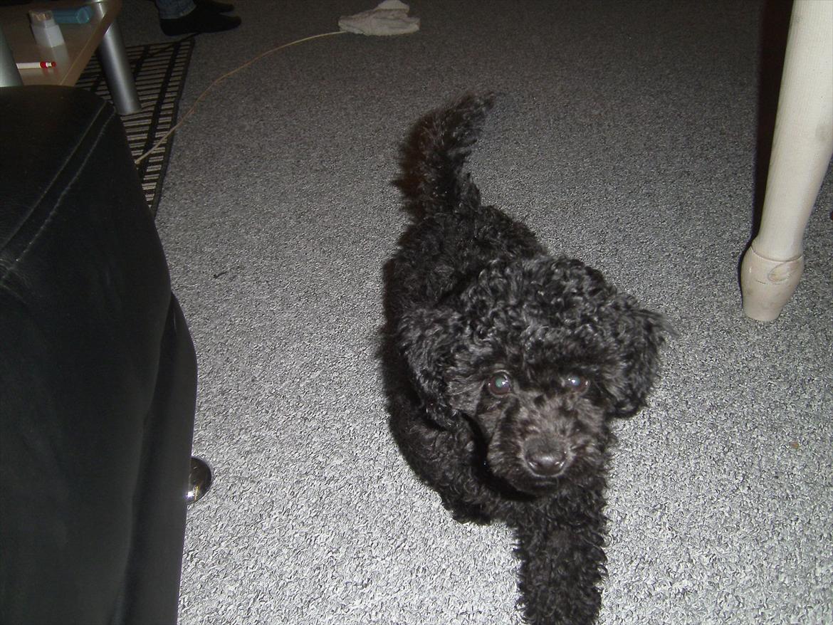 Blanding af racer Bølle billede 10